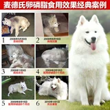 Американский Metrhhoeia Lecithin Dog Clood Crotective Extra 680G Петт петтичный медведь Золотой Мао изюм