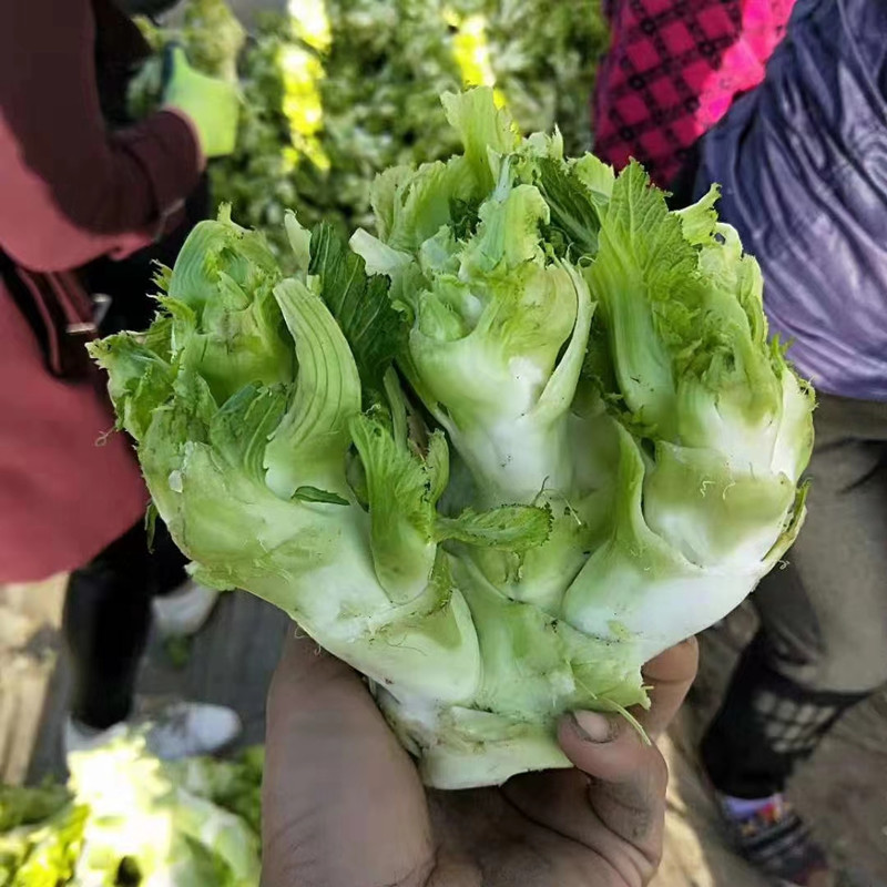 榨菜种四川儿菜种籽种子特产四季菜种籽娃娃菜抱子芥菜籽蔬菜种孑-图0