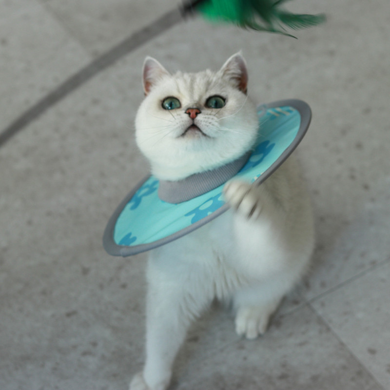 宠物猫狗绝育术后专用软质伊丽莎白圈防舔防泼水轻便项圈,淘宝优惠券,粉丝福利购,淘宝优惠卷