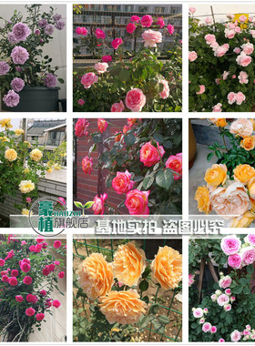 【浪漫宝贝】爬藤月季苗藤本绿植玫瑰室内花卉盆栽蔷薇科观花植物