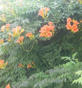 天天特价阳台室外绿植绿植盆栽