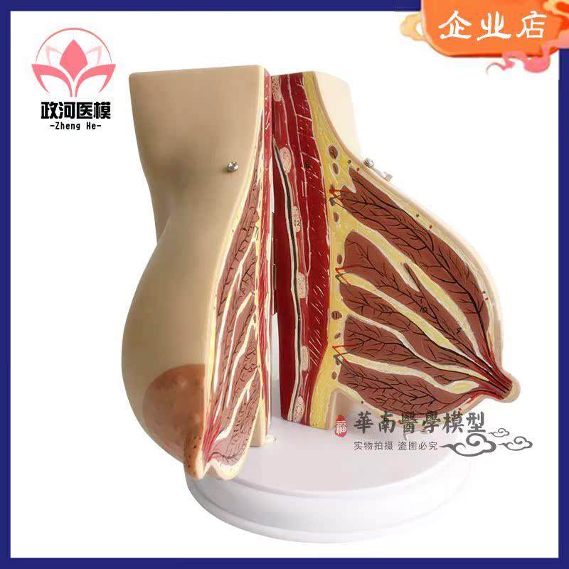 催乳师乳房结构解剖模型 环保PVC假乳房教学模型 Y月嫂培训教具,淘宝优惠券,粉丝福利购,淘宝优惠卷