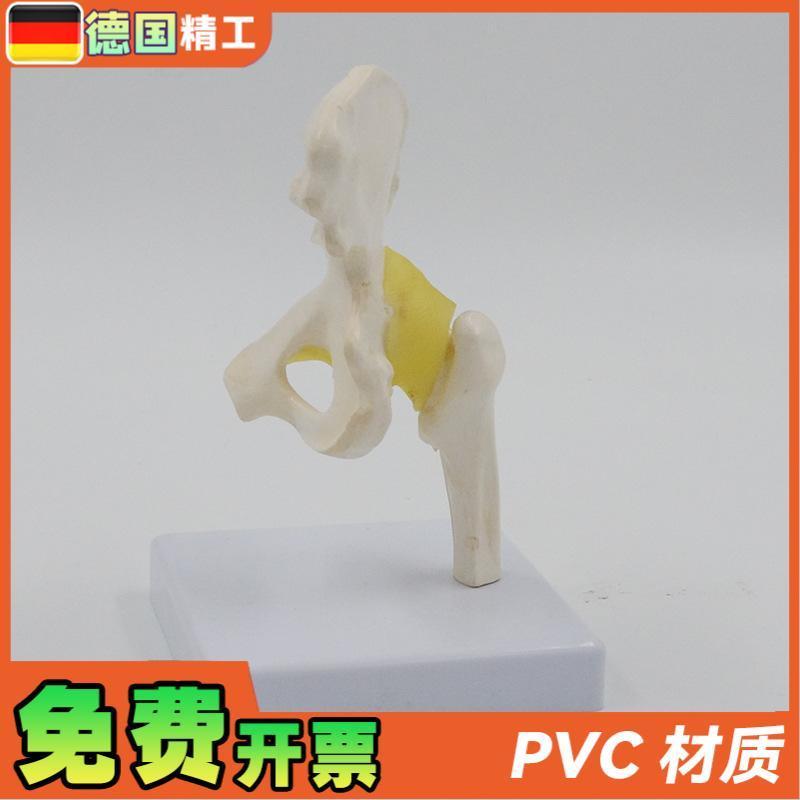 德国】小型髋f关节模型康复教学教具韧带骨盆股骨医药促销礼品 - 图2