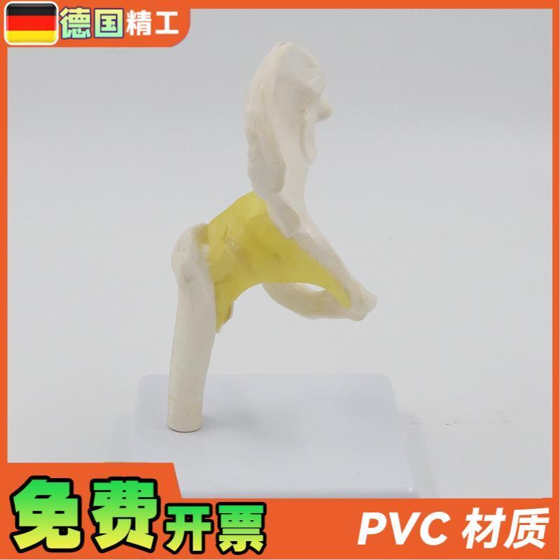 德国】小型髋f关节模型康复教学教具韧带骨盆股骨医药促销礼品 - 图0