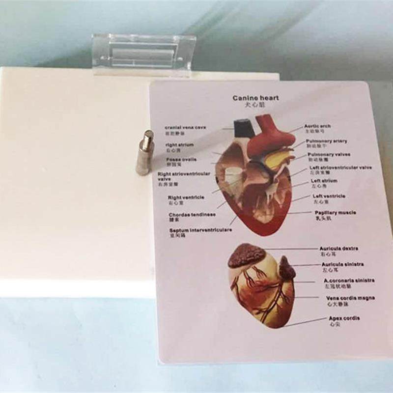 狗心脏解b剖模型动物内脏犬科模型宠物兽医教学教具厂家直销热卖,淘宝优惠券,粉丝福利购,淘宝优惠卷