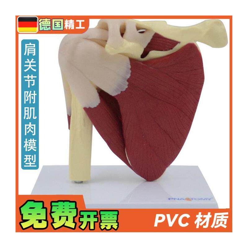 德国】肩关e节模型附韧带肌肉骨骼结构锁骨肱骨肩胛骨肩部结构造 - 图3