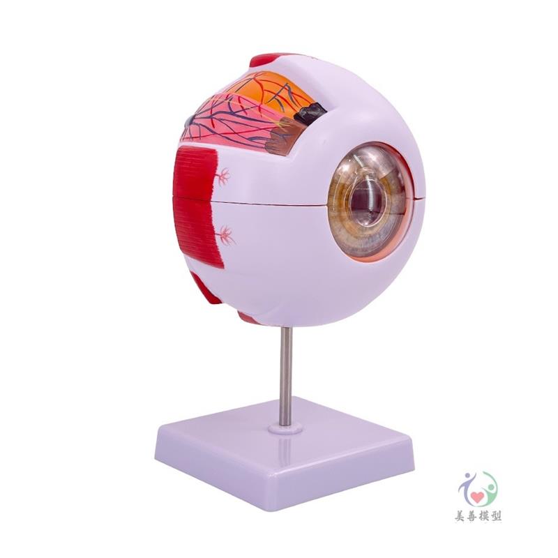 人体眼球仿真模型6倍放大眼睛结构造解剖眼模型教学X仪器珠具医学 - 图3