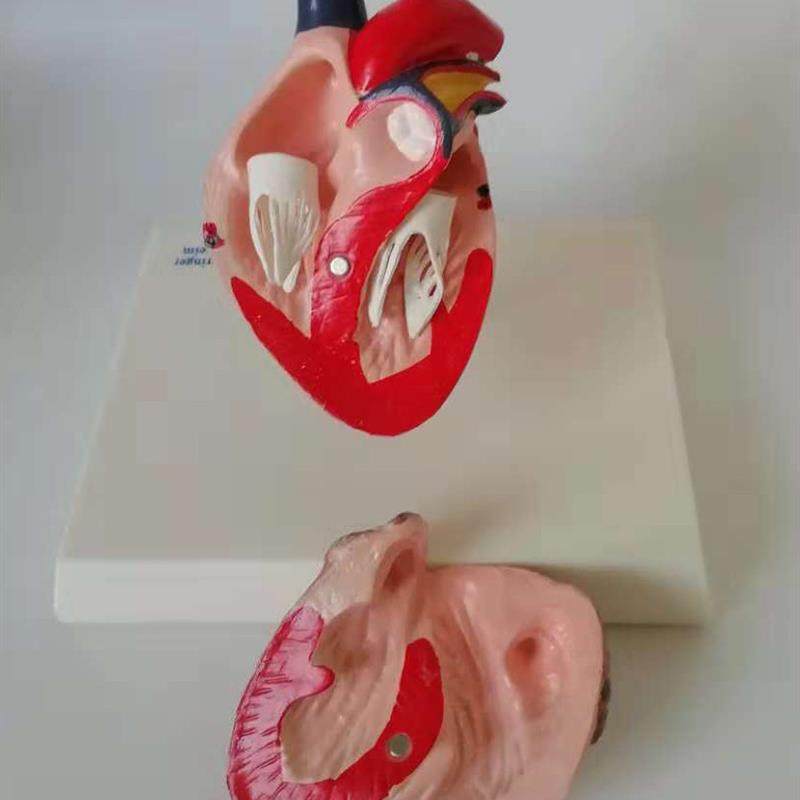 狗心脏解b剖模型动物内脏犬科模型宠物兽医教学教具厂家直销热卖,淘宝优惠券,粉丝福利购,淘宝优惠卷