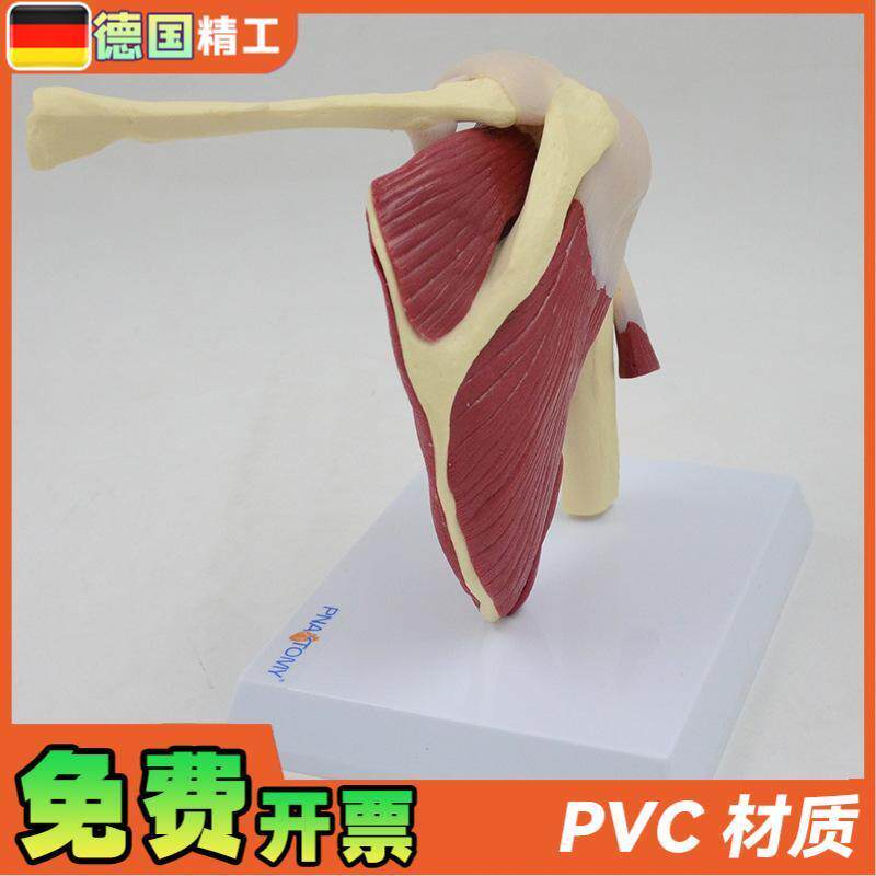 德国】肩关e节模型附韧带肌肉骨骼结构锁骨肱骨肩胛骨肩部结构造 - 图1