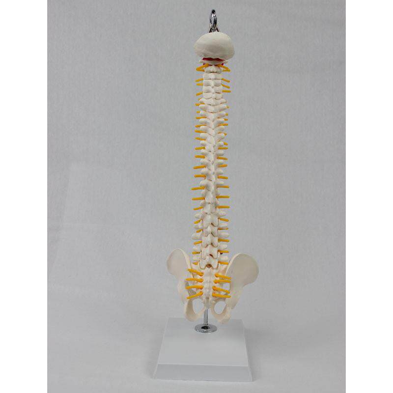 中型脊椎带骨盆(挂式)模型E人体骨骼模型医学教学模型 - 图1