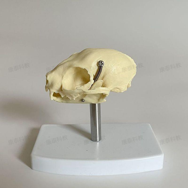 康泰动物骨骼猫头骨模型口腔牙齿高仿真猫科宠物兽医药Y教学实验 - 图1