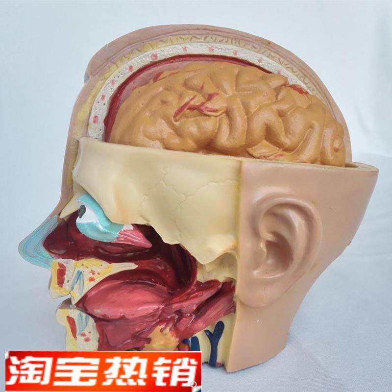 中型头颅解剖模型脑解剖模型医用教学U人体标本模型,淘宝优惠券,粉丝福利购,淘宝优惠卷