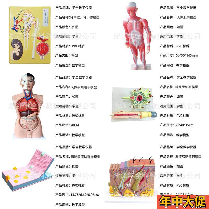 教学学生b模型生物模型初高中实验器材中学生物教学教学解剖模型 - 图2