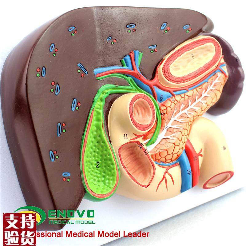 ENOVO颐诺人体肝胆胰十v二指肠胃结构模型肝胆脾胰解剖切面模型消,淘宝优惠券,粉丝福利购,淘宝优惠卷