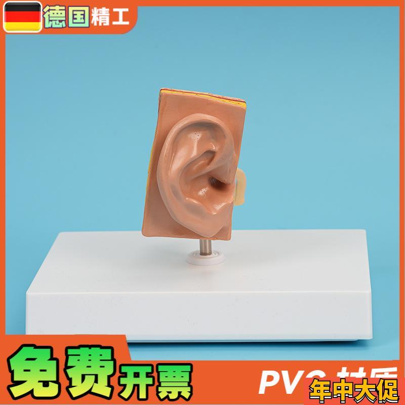 德国】PNT-06701 耳模型1部件 仿真J人耳耳朵模型 人体耳朵解剖模 - 图0