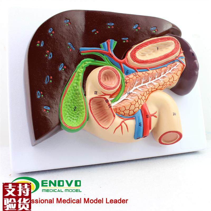 ENOVO颐诺人体肝胆胰十v二指肠胃结构模型肝胆脾胰解剖切面模型消,淘宝优惠券,粉丝福利购,淘宝优惠卷