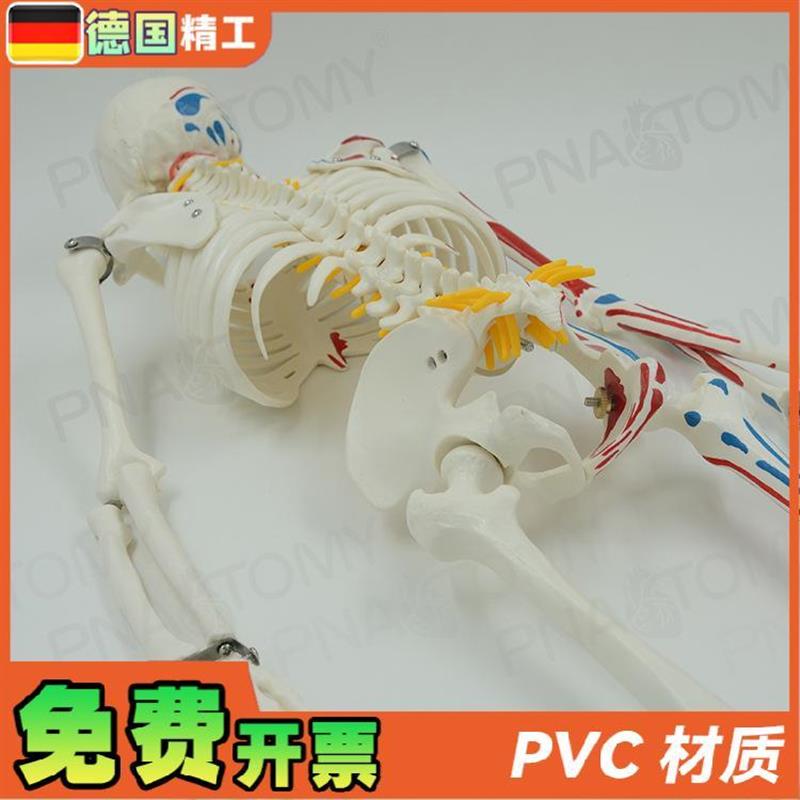 德国】85cmi全身人体骨骼模型可拆卸可活动肌肉着色脊神经椎间盘 - 图2