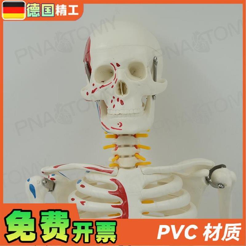 德国】85cmi全身人体骨骼模型可拆卸可活动肌肉着色脊神经椎间盘 - 图0