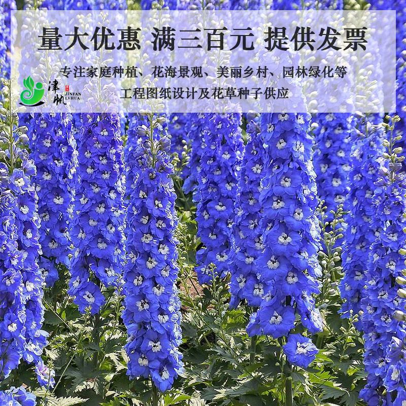 大花飞燕草种子翠雀鸽子花种籽可切花盆栽耐寒易活春秋播夏秋开花 - 图1