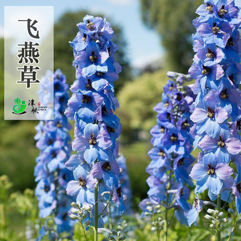 大花飞燕草种子翠雀鸽子花种籽可切花盆栽耐寒易活春秋播夏秋开花 - 图3