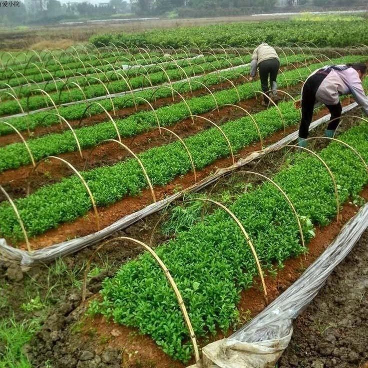 新采枸橘种子枳壳种籽子枸桔积壳树苗嫁接砧木香橙红桔橘篱笆四季 - 图3