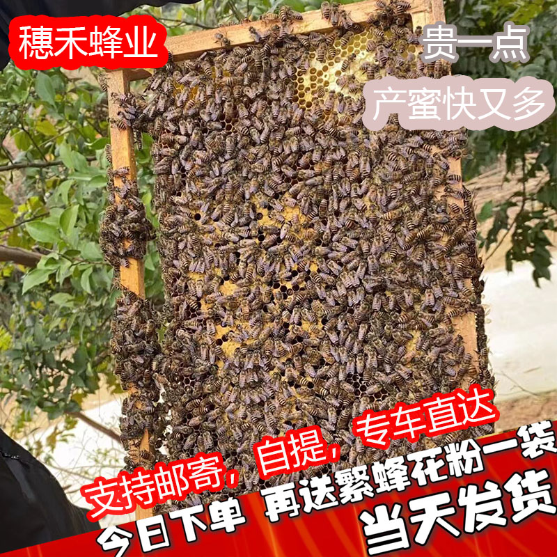 中华蜂蜂群活体蜜蜂蜂群土蜂中蜂带子脾活群家养蜜蜂活体出售包邮 - 图0