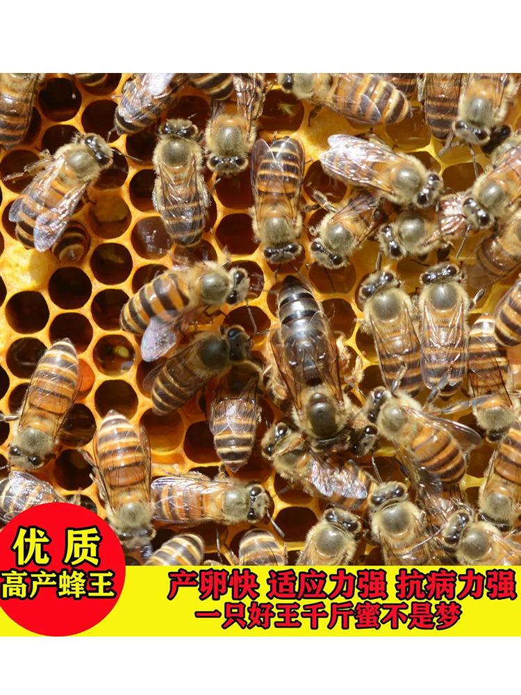 中华蜂蜂群活体蜜蜂蜂群土蜂中蜂带子脾活群家养蜜蜂活体出售包邮 - 图1