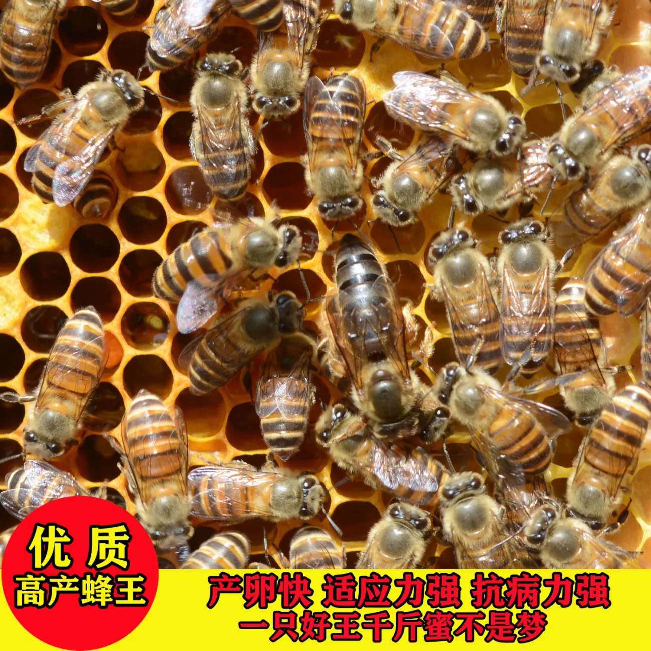 蜜蜂蜂群中蜂蜂群出售带王蜜蜂活群土蜂蜂子中华蜜蜂活体蜂王种王 - 图1