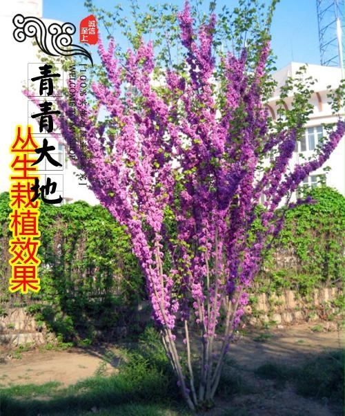 紫荆花树苗庭院室外满条红名贵四季风景耐寒绿化道路南北方种植 - 图1