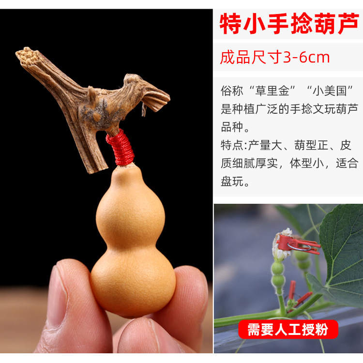 葫芦种苗把玩盆栽文玩葫芦籽种葫芦籽手捻小葫芦种子大全特大巨型,淘宝优惠券,粉丝福利购,淘宝优惠卷