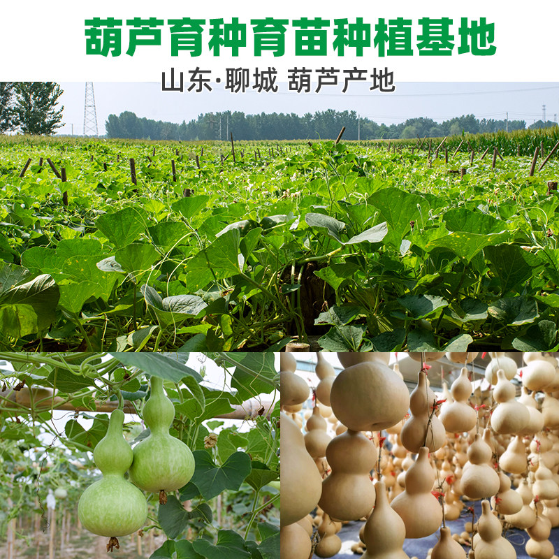 葫芦种苗把玩盆栽文玩葫芦籽种葫芦籽手捻小葫芦种子大全特大巨型,淘宝优惠券,粉丝福利购,淘宝优惠卷