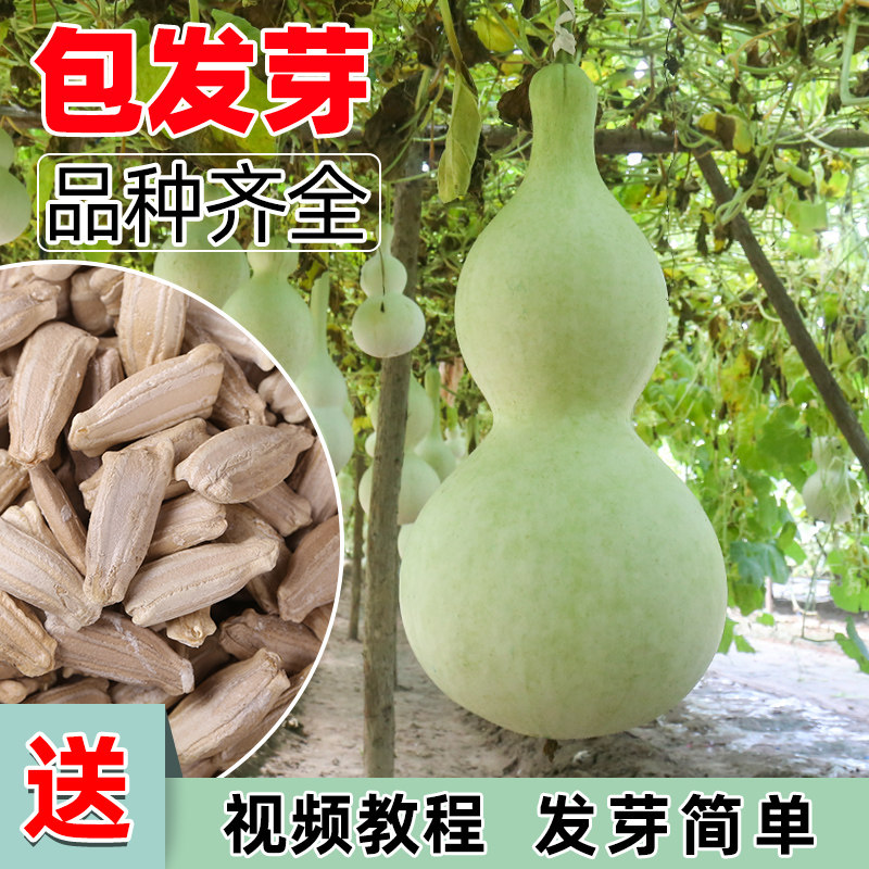 葫芦籽手捻小葫芦种子大全特大巨型葫芦种苗把玩盆栽文玩葫芦籽种,淘宝优惠券,粉丝福利购,淘宝优惠卷