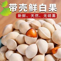 2022 Fresh large grain with shell white fruits Ginkgo Fruits No Bleached Grade Dry Goods Raw Baga Nut Snacks