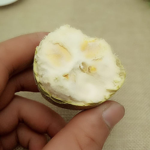 特级罗汉果包邮广西批發散装包邮野生低温脱水新鲜干果花茶小包装 - 图1