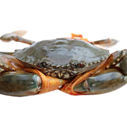 三门青蟹 野生鲜活特大 超大非黄油蟹 红鲟猷蠓 海鲜 3斤红母膏蟹 - 图3