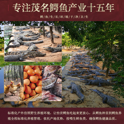 鳄鱼肉干500g 精选鳄鱼干煲汤即食食材茂名发货非泰国进口送汤包 - 图2