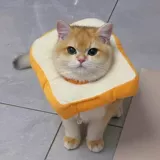 Элизабет Круг ПЭТ повязка на голову кошка стерилизация анти-ликова