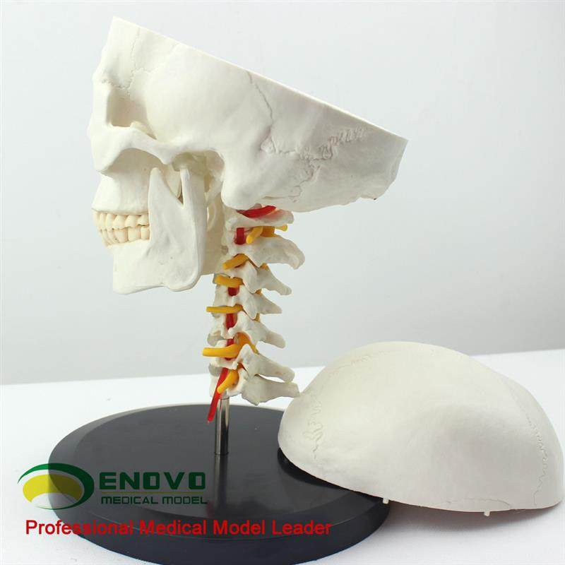 ENOVO颐诺人体头骨颅骨带颈椎模型头骨模型颈动脉颈椎模型枕骨,淘宝优惠券,粉丝福利购,淘宝优惠卷
