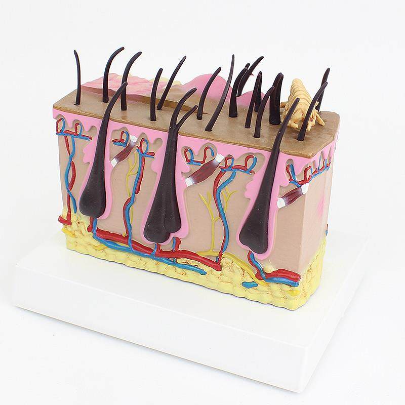 ENOVO颐诺狗皮肤模型犬跳蚤咬伤犬皮肤宠物狗皮肤解剖模型犬皮,淘宝优惠券,粉丝福利购,淘宝优惠卷