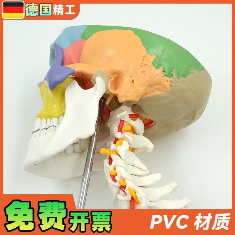 德国】人体彩色头颅骨带颈椎脊神经模型仿真头骨颅骨骷髅骨教学 - 图2