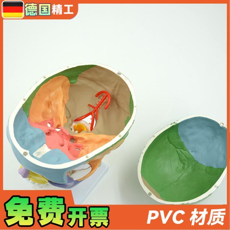 德国】人体彩色头颅骨带颈椎脊神经模型仿真头骨颅骨骷髅骨教学 - 图1