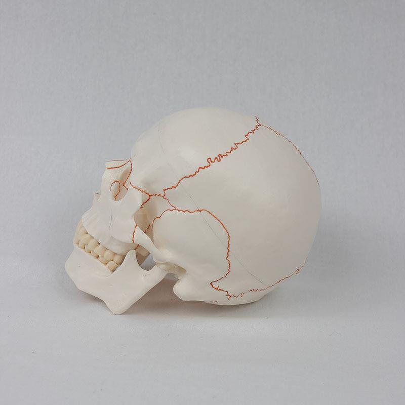 骨缝线头颅20*14.5*17.5CM医学人体头骨颅骨模型骨科教学模具 - 图1