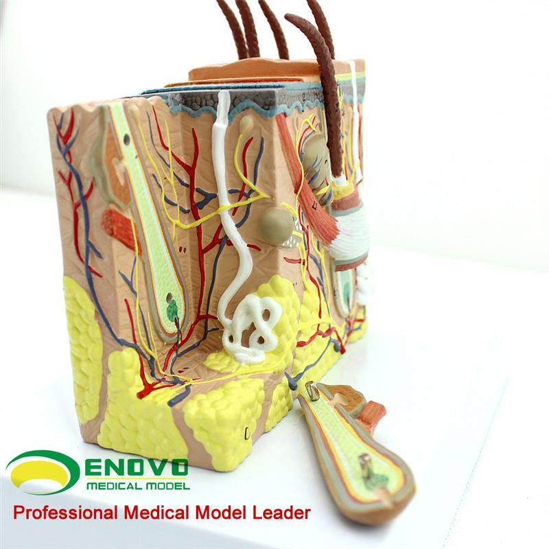 ENOVO颐诺人体皮肤组织解剖放大模型微创皮肤美容美妆整形脸面部,淘宝优惠券,粉丝福利购,淘宝优惠卷