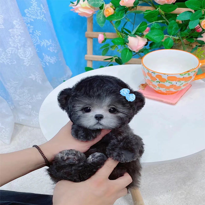 纯种灰泰迪幼犬茶杯犬活体灰白红棕小型泰迪贵宾幼犬米奇耳飞耳狗_虎窝淘