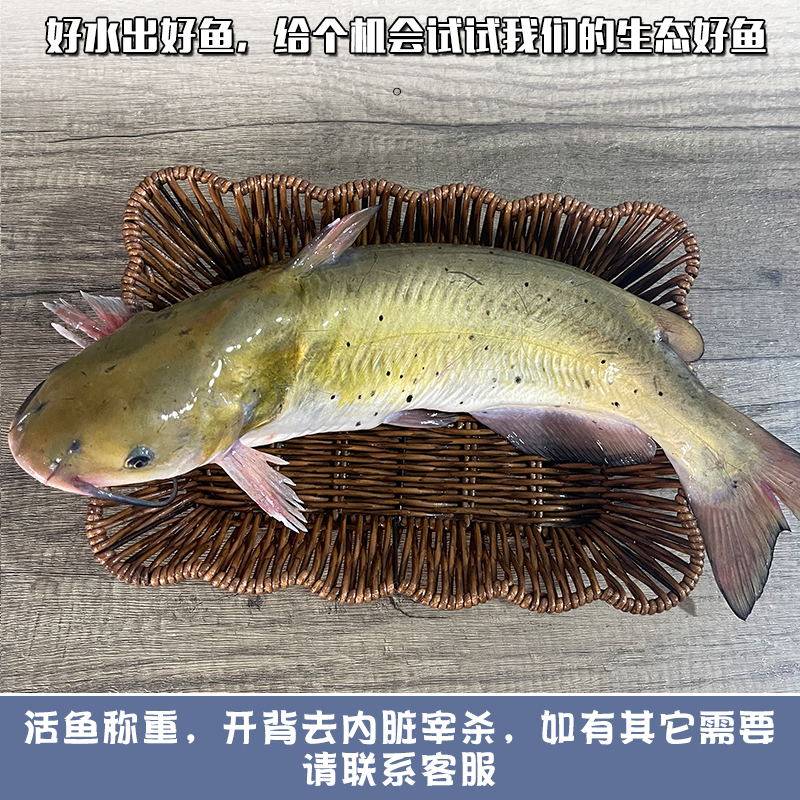 顺丰微山湖鲜活现杀清江鱼新鲜叉尾鮰鱼江团酸菜鱼烤鱼鲶鱼长吻鮠_虎窝淘