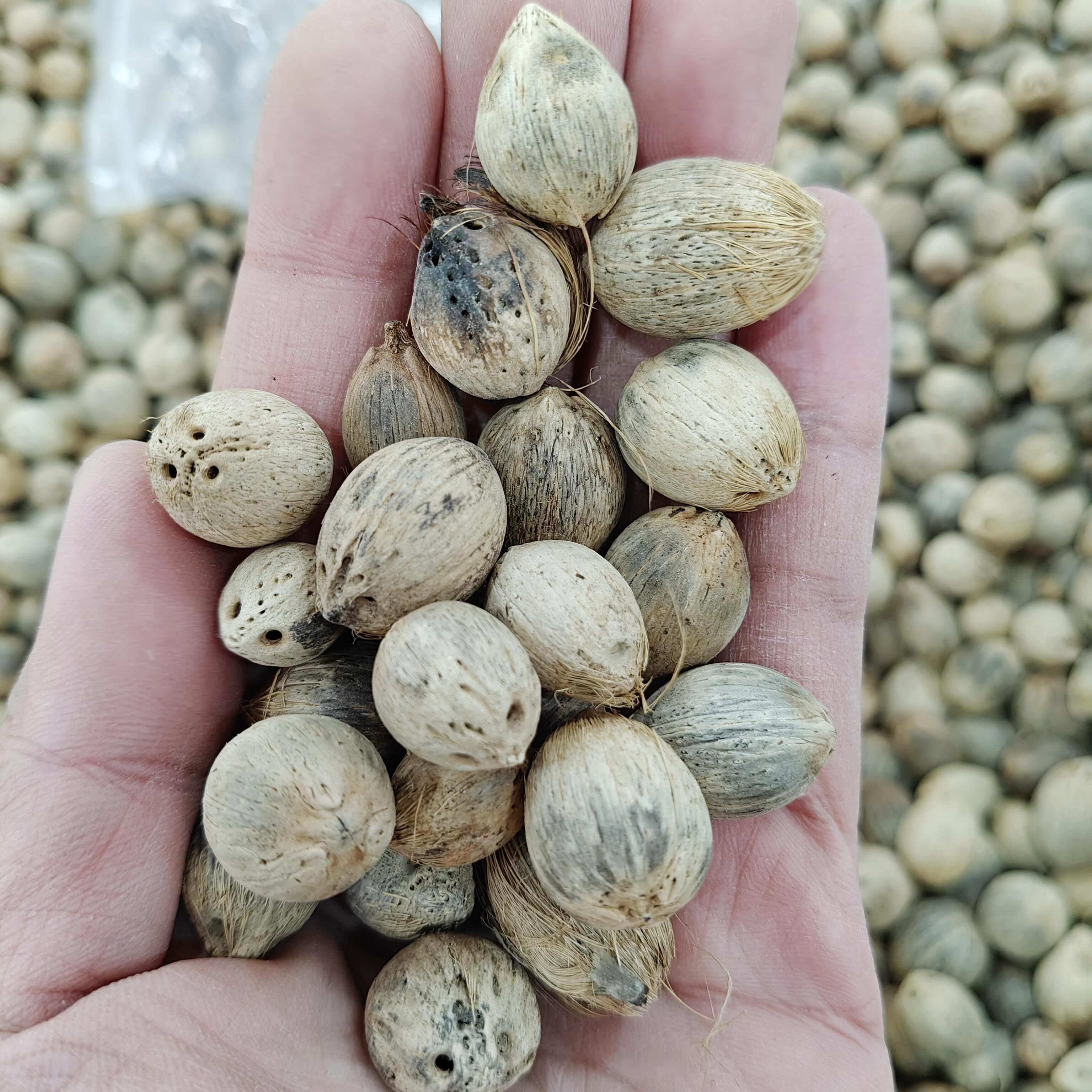 金山葵种子紫金鼠皇后葵果实庭院观赏树紫金鼠菩提文玩菩提原料籽
