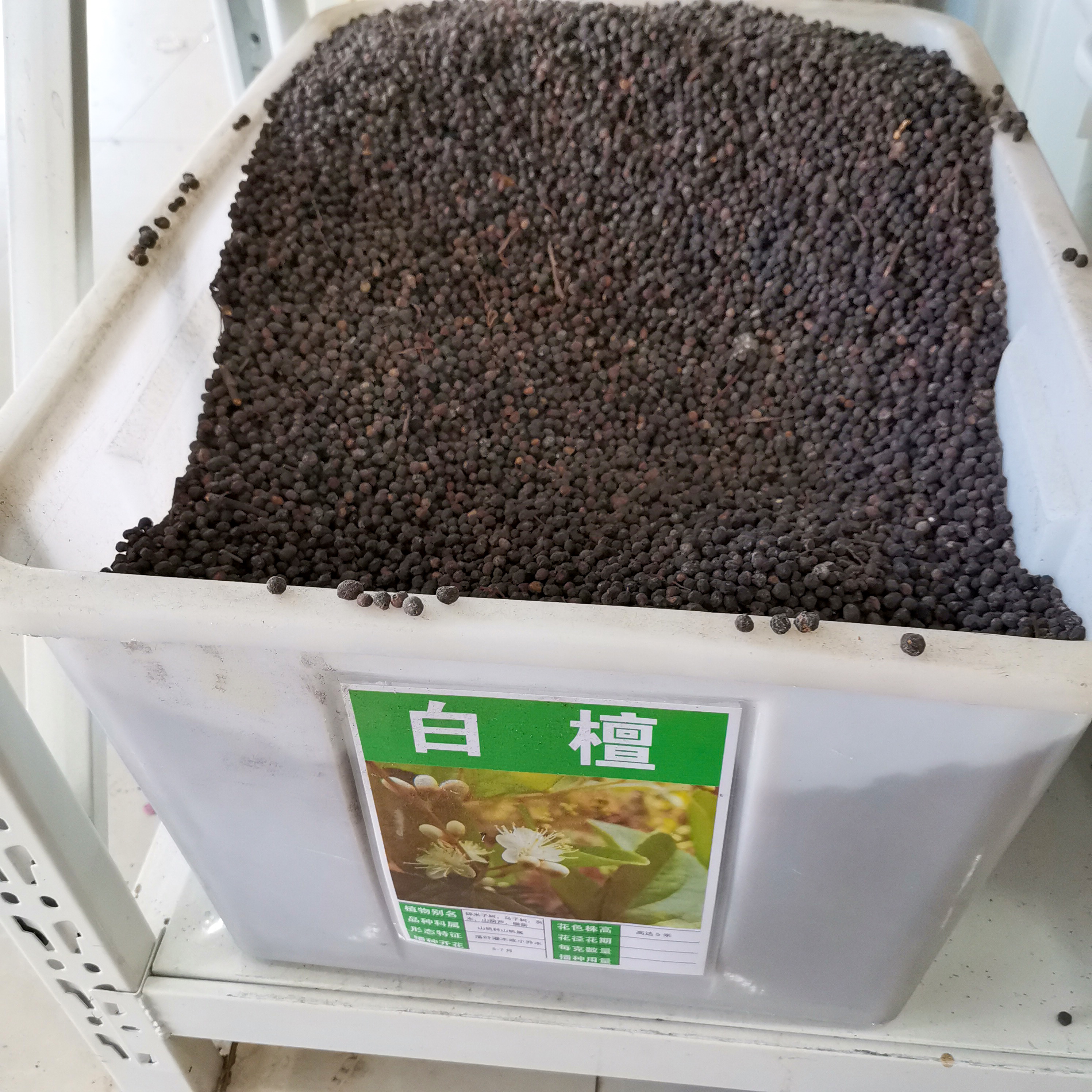 白檀种子檀香树种籽木质含香碎米子树乌子树多年生四季林木种孑4