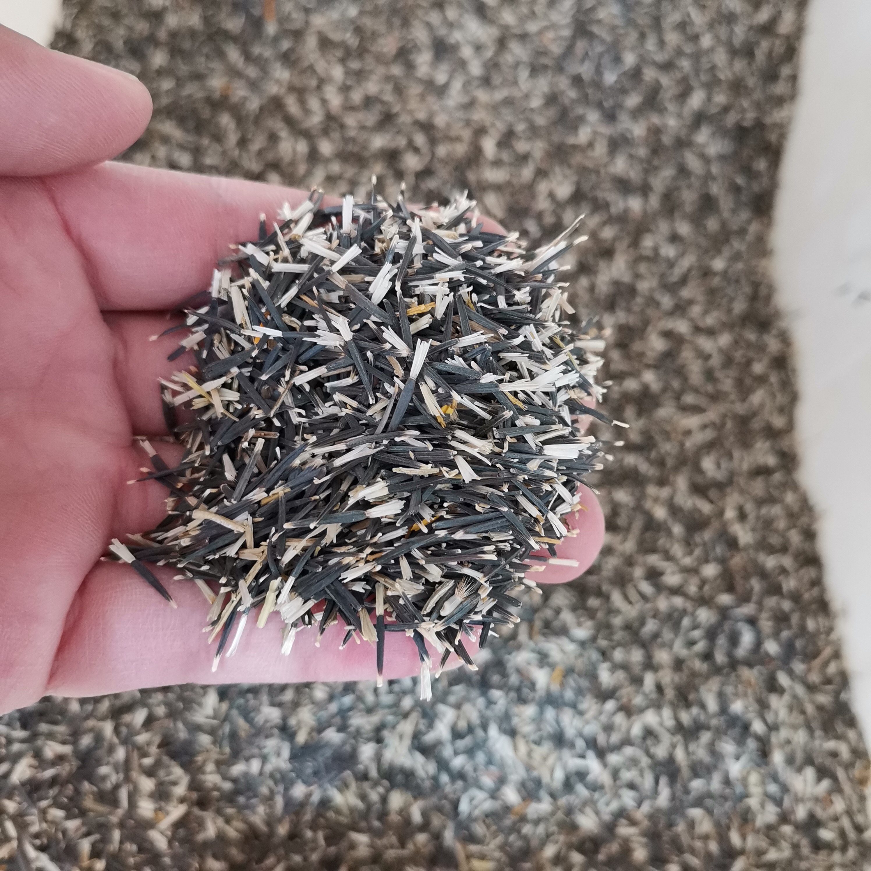 万寿菊花种籽子臭芙蓉菊花籽庭院室外驱蚊花种子5
