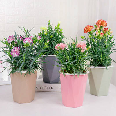 康乃馨鲜花盆栽带花苞鲜花四季家用真花室内家养花卉开花不断各种 虎窝淘