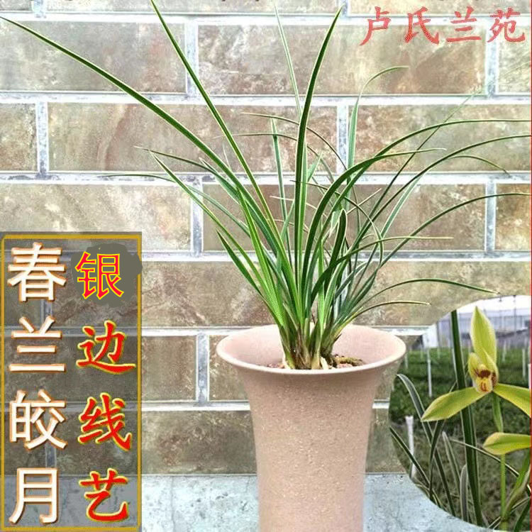 精品兰花苗细叶春兰银边艺皎月客厅茶桌办公室阳台庭院绿植盆栽 - 图0